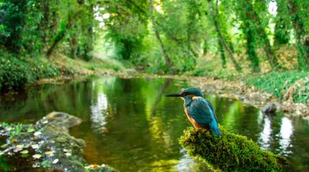 Proyecto Sacre, observación de aves cumple 25 años