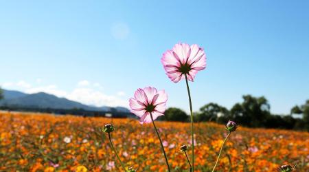 Rewilding //Crédito: ecologíavede