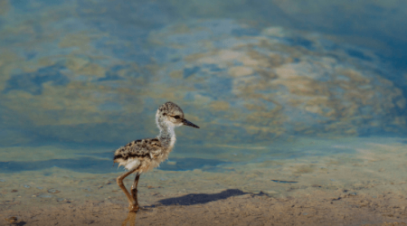  @Neoenergía (Iberdrola)