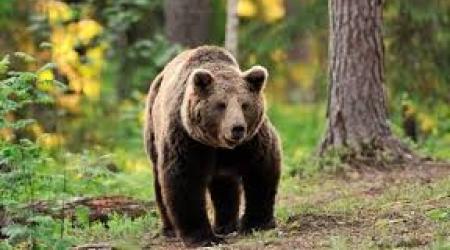 Oso pardo cantábrico en la zona de Asturias 