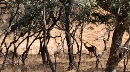 La berrea del ciervo en el Parque Natural de la Sierra de Andújar.