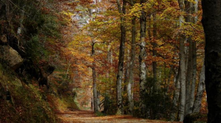 Parque Natural Sierra de Cebollera 
