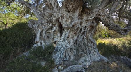 Árbol singular de las Islas Baleares incluido en el catálogo 
