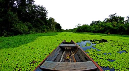 Reserva de Desarrollo Sostenible Mamirauá, Brasil 