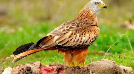 Milano Real // Crédito: wikipedia  Milano Real // Crédito: wikipedia