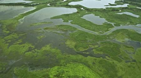 Refugio Nacional de Vida Silvestre Caño Negro // Crédito: fpn-cr.ong