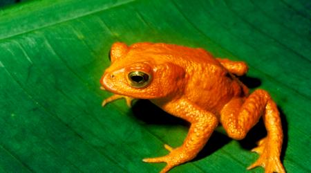 Bufo periglenes de Costa Rica