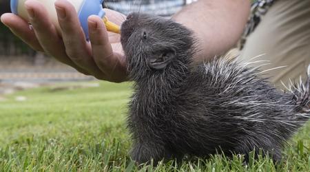 Cría de puercoespín sudafricano en el Bioparc de Valencia // Crédito: Bioparc Valencia