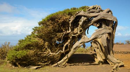 Reserva de la Biosfera de El Hierro // Crédito: elhierro.es
