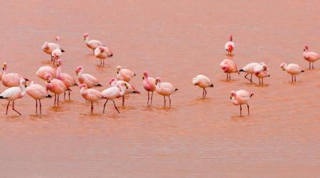 Flamencos en el Parque Natural de las Lagunas de Torrevieja y La Mata 