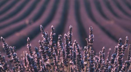 Campos de lavanda en Tiedra // Crédito: tiedra.es 