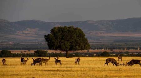 Parque Nacional de Cabañeros, Castilla-La Mancha