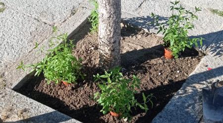 Programa 'Alcorques Vivos' del Real Sitio de San Ildefonso // Crédito: Ayuntamiento Real Sitio