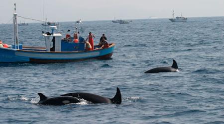 Cetáceos en la Reserva de la Biosfera Andalucía-España-Marruecos // Crédito: soyrural