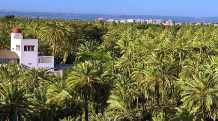 Palmeral de Elche // Credito: valencia.bonita