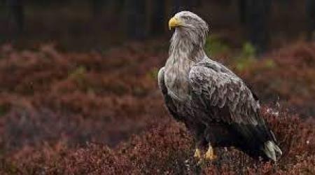 Pigargo europeo // Crédito: blogdeaves.es Pigargo europeo // Crédito: blogdeaves.es