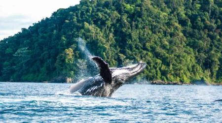 Ballenas jorobadas en Bahía de Buenaventura  Ballenas jorobadas en Bahía de Buenaventura