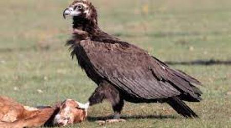 Buitre negro // Crédito: wikipedia Buitre negro // Crédito: wikipedia