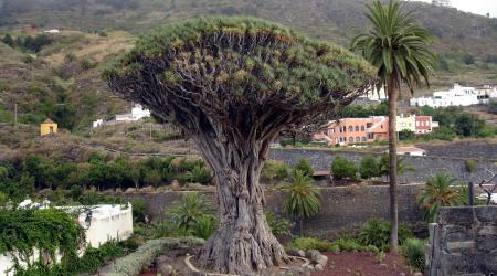 Drago milenario en Canarias 