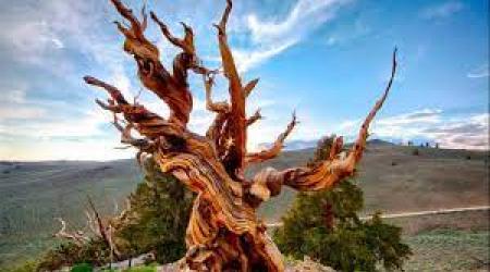 Árboles más longevos de España 