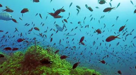 Reserva Biosfera Menorca / Crédito: biosferamenorca.org  Reserva Biosfera Menorca / Crédito: biosferamenorca.org