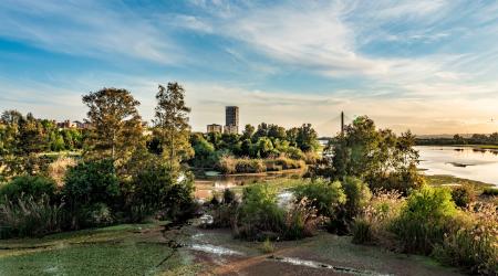 Nenúfar mexicano en Badajoz // Crédito: twitter 