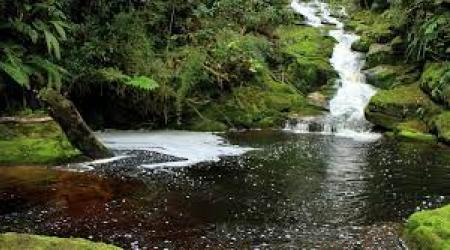 Parque Nacional Natural Cueva de los Guácharos // Crédito: parquesnacionales.gov.co