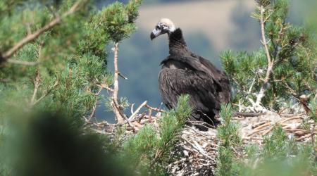 Buitres negros en La Sierra de la Demanda // Crédito: elmundoecologico