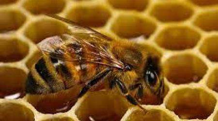 Superalimento para abejas en Bogotá // Crédito: cursodeapicultura.info