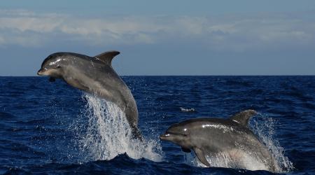  Delfines mulares en Canarias // Crédito: gomeravive
