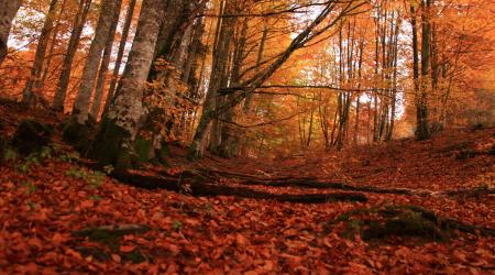 Selva de Irati, Navarra // Crédito: diariodelviajero.com