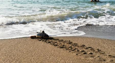 Marcaje y liberación de tortuga boba en una playa de Marbella. Foto: Life Intemares