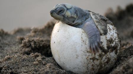 Huevos de tortuga en el amazonas de Ecuador // Crédito: omacha.org