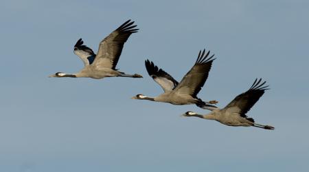 Extremadura sigue siendo el ‘hogar preferido' de las grullas