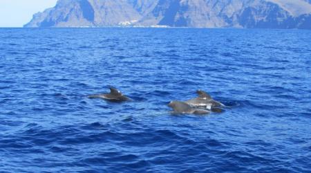 Observación de cetáceos en La Gomera // Crédito: gomeraguide