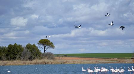Laguna de Navaseca en Daimiel // Crédito:daimiel.es