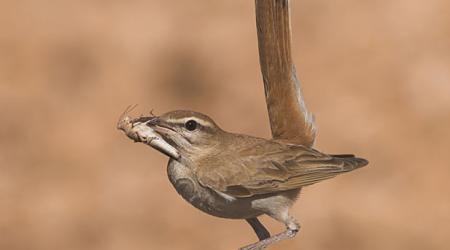 Alzacola rojizo, ave 2022 por SEO/BirdLife // Crédito: seo.org