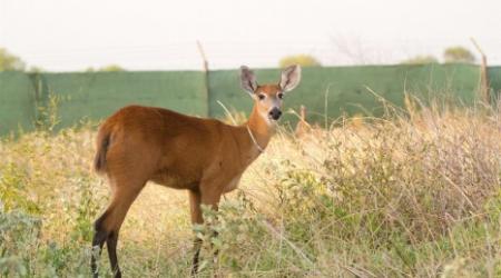 El ciervo vuelve al Chaco argentino tras un siglo // Crédito: Fundación Rewilding Argentina