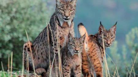 Lince Ibérico en Sierra Morena // Crédito: sierradeandujar
