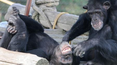 Chimpancés de la Fundación MONA // Crédito: fundacionmona