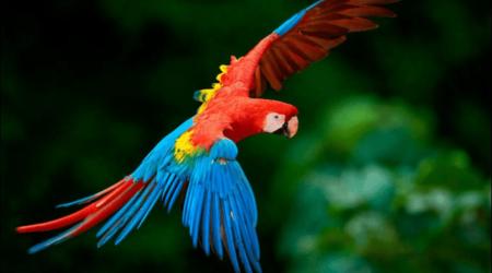 Tráfico ilegal de aves silvestres en Venezuela // Crédito: versionfinal