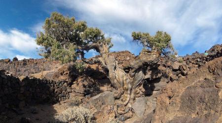 El Cedro del Parque Nacional del Teide, árbol más viejo de la Unión Europea // Crédito: infoagro