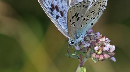 'Hormiguera de lunares', mariposa 2022 // Crédito: naturalista.mx