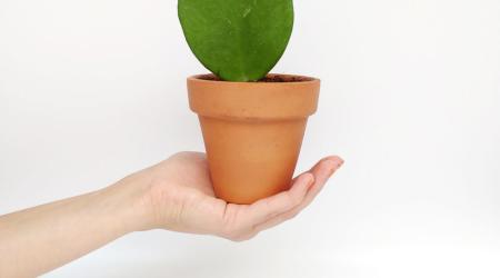 Tendencia 2022: regalar plantas en San Valentín // Crédito: revistaespejo