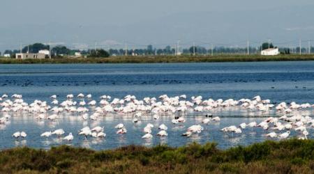 Aves acuáticas en el Delta del Ebro // Crédito: cincodias