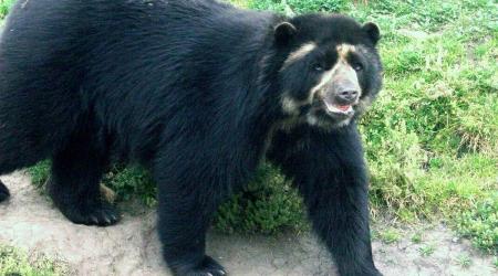 Oso andino de los Alpes de Colombia // Crédito: wikipedia