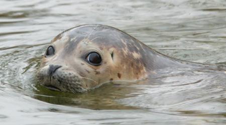 Ejemplar de Foca Gris 