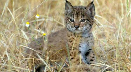 Cachorros de lince ibérico 
