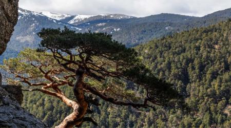 El Pinar de los Belgas: Pasado, presente y futuro // Crédito: maderasostenible