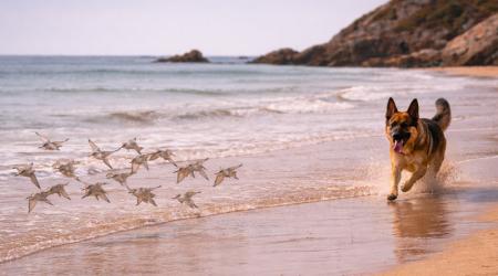Perros sueltos, la nueva amenaza para las aves de Urdaibai